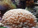 Foto Akvaarium Lillepott Korall, Goniopora, pruun