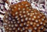 Photo Aquarium Honeycomb Coral, Diploastrea, brown