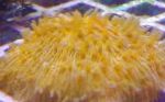 fénykép Akvárium Lemez Korall (Gomba Korall), Fungia, sárga