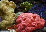 Pernati Možgani Koral (Open Brain Coral)