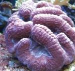 Foto Acuario Coral Cerebro Lobulado (Abierta Coral Cerebro), Lobophyllia, púrpura