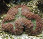 Photo Aquarium Lobed Brain Coral (Open Brain Coral), Lobophyllia, brown