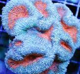 foto Aquarium Gelobde Brain Coral (Open Brain Coral), Lobophyllia, lichtblauw