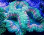 Nuotrauka Akvariumas Lobed Smegenų Koralų (Atviras Smegenų Koralų), Lobophyllia, žalias