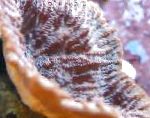 Merulina Korall omadused ja hoolitsemine