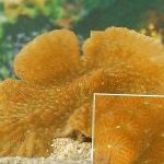 Bilde Akvarium Merulina Korall, gul
