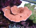 Montipora Värillinen Koralli