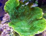 Photo Aquarium Montipora Colored Coral, green