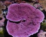 Foto Aquarium Montipora Farbigen Korallen, lila