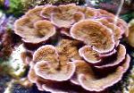 Foto Aquarium Montipora Farbigen Korallen, braun