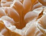 Refur Kórall (Hálsinum Coral, Jasmine Coral)