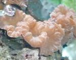Фото Аквариум Лисий коралл, Nemenzophyllia turbida, розовый
