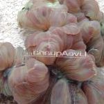 фотографија Акваријум Fox Coral (Ridge Coral, Jasmine Coral), Nemenzophyllia turbida, сив