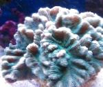 Nuotrauka Akvariumas Spygliuotas Taurė, Pectinia, šviesiai mėlynas