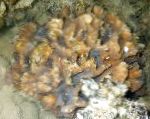 Nuotrauka Akvariumas Spygliuotas Taurė, Pectinia, rudas