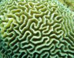 Platygyraサンゴ