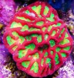 სურათი აკვარიუმი Platygyra Coral, ჭრელი