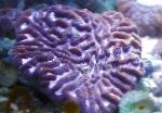 სურათი აკვარიუმი Platygyra Coral, მეწამული