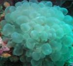 fotografie Akvárium Bublina Coral, Plerogyra, svetlomodrá