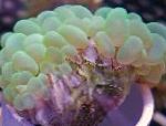 fotografie Akvárium Bublina Coral, Plerogyra, zelená