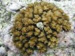 fotografija Akvarij Cvetača Coral, Pocillopora, rjava