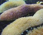 foto Aquarium Tong Koraal (Slipper Koraal), Polyphyllia talpina, geel