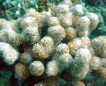 Fil Akvarium Porites Korall, brun