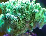Foto Akvarij Birdsnest Koralja, Seriatopora, zelena