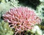 照 水族馆 鸟巢珊瑚, Seriatopora, 粉红色