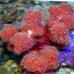 Photo Aquarium Finger Coral, Stylophora, red