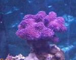 Δάχτυλο Κοράλλια χαρακτηριστικά και φροντίδα