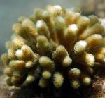 fotografija Akvarij Prst Coral, Stylophora, rjava