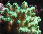 Foto Acuario Coral Dedo, Stylophora, verde