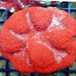 サンゴSymphyllia