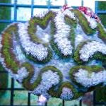 fotografija Akvarij Symphyllia Coral, svetlo modra