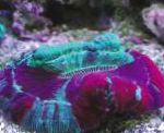 foto Aquário Coral Cérebro Aberto, Trachyphyllia geoffroyi, variegado