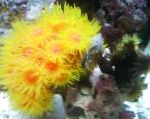 Sol Flor De Naranja Coral
