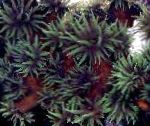 Fil Akvarium Sol-Blomma Korall Apelsin, Tubastraea, svart