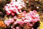 fotoğraf Akvaryum Güneş Çiçek Mercan Turuncu, Tubastraea, kırmızı