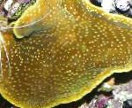 kuva Akvaario Kuppi Koralli (Pagodi Koralli), Turbinaria, ruskea