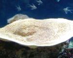 フォト 水族館 カップサンゴ（パゴダサンゴ）, Turbinaria, 黄