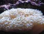Perla Coral