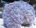 Foto Akvarium Perle Koral, Physogyra, lyseblå