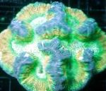 Hjärna Kupol Korall egenskaper och vård