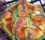 სურათი აკვარიუმი ტვინის გუმბათი Coral, Wellsophyllia, ჭრელი
