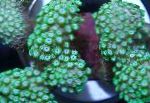 Foto Acuario Alveopora Coral, verde