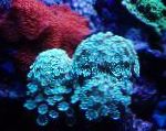 fotografie Acvariu Alveopora Coral, albastru deschis