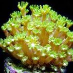 foto Aquarium Alveopora Koraal, geel