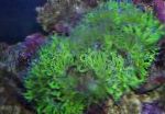 Photo Aquarium Elegance Coral, Wonder Coral, Catalaphyllia jardinei, green