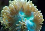 Eleganse Koraller, Rart Korall